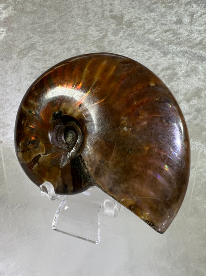 Ammonite Fossil Specimen. Gorgeous Polished Iridescent Ammonite From Madagascar.