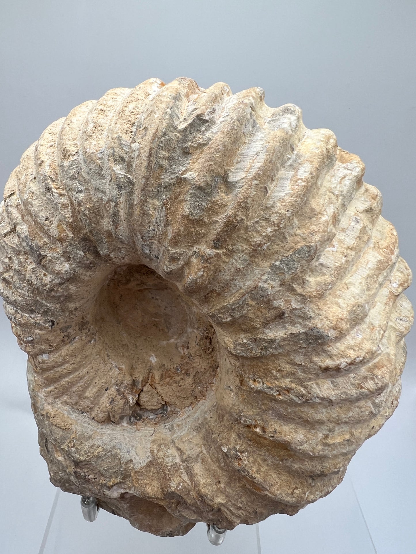 Ammonite Shell Fossil. All Natural Ammonite Display Specimen.