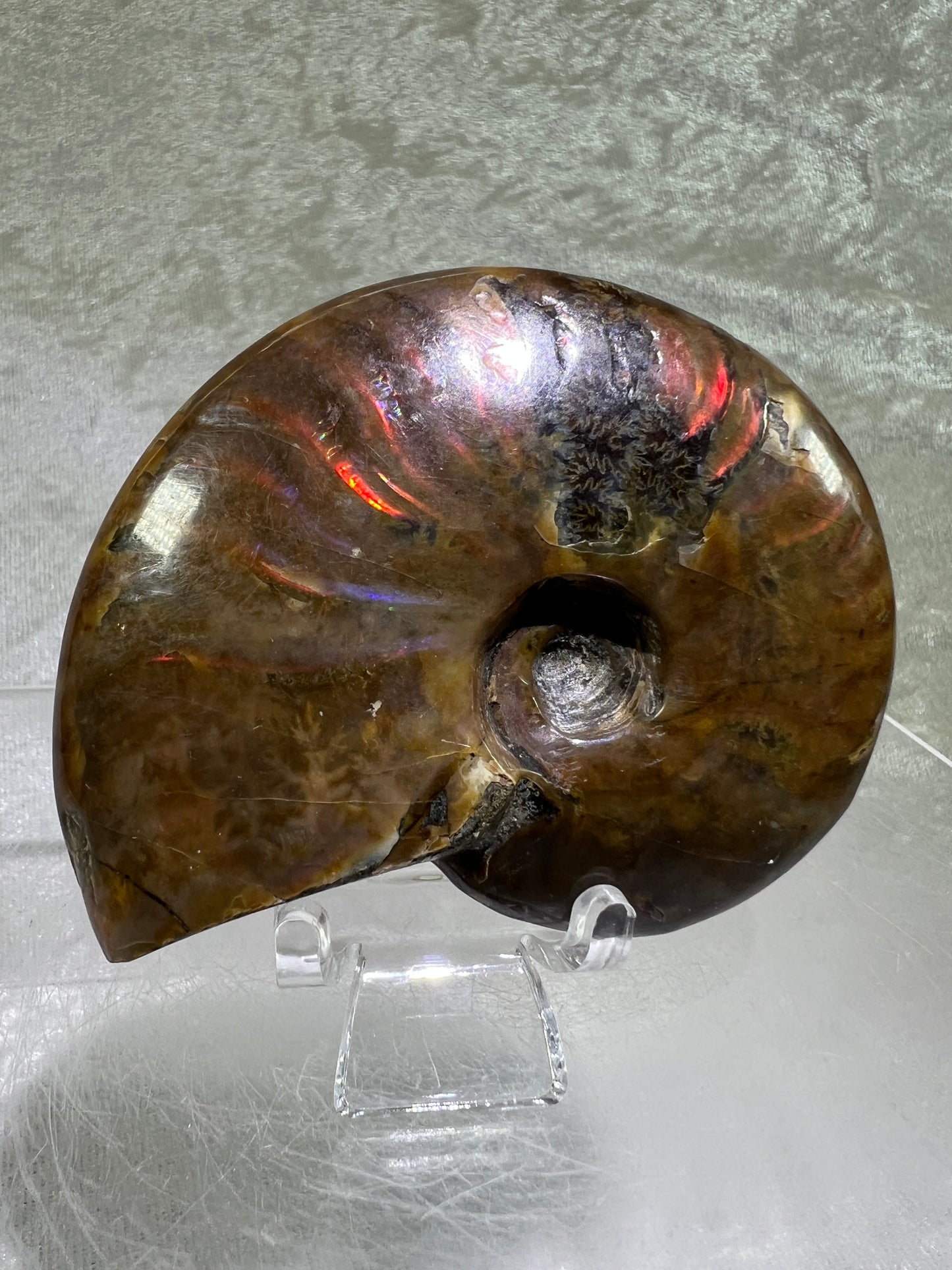 Ammonite Fossil Specimen. Gorgeous Polished Iridescent Ammonite From Madagascar.