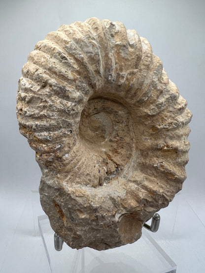 Ammonite Shell Fossil. All Natural Ammonite Display Specimen.