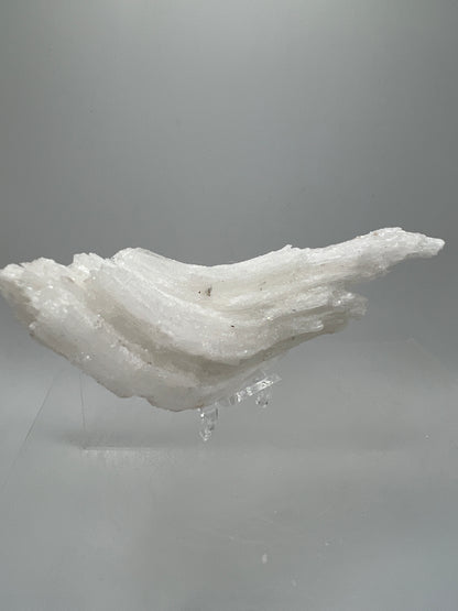 Rams Horn Selenite Specimen. Rare Satin Spar Gypsum Crystal From Mexico.