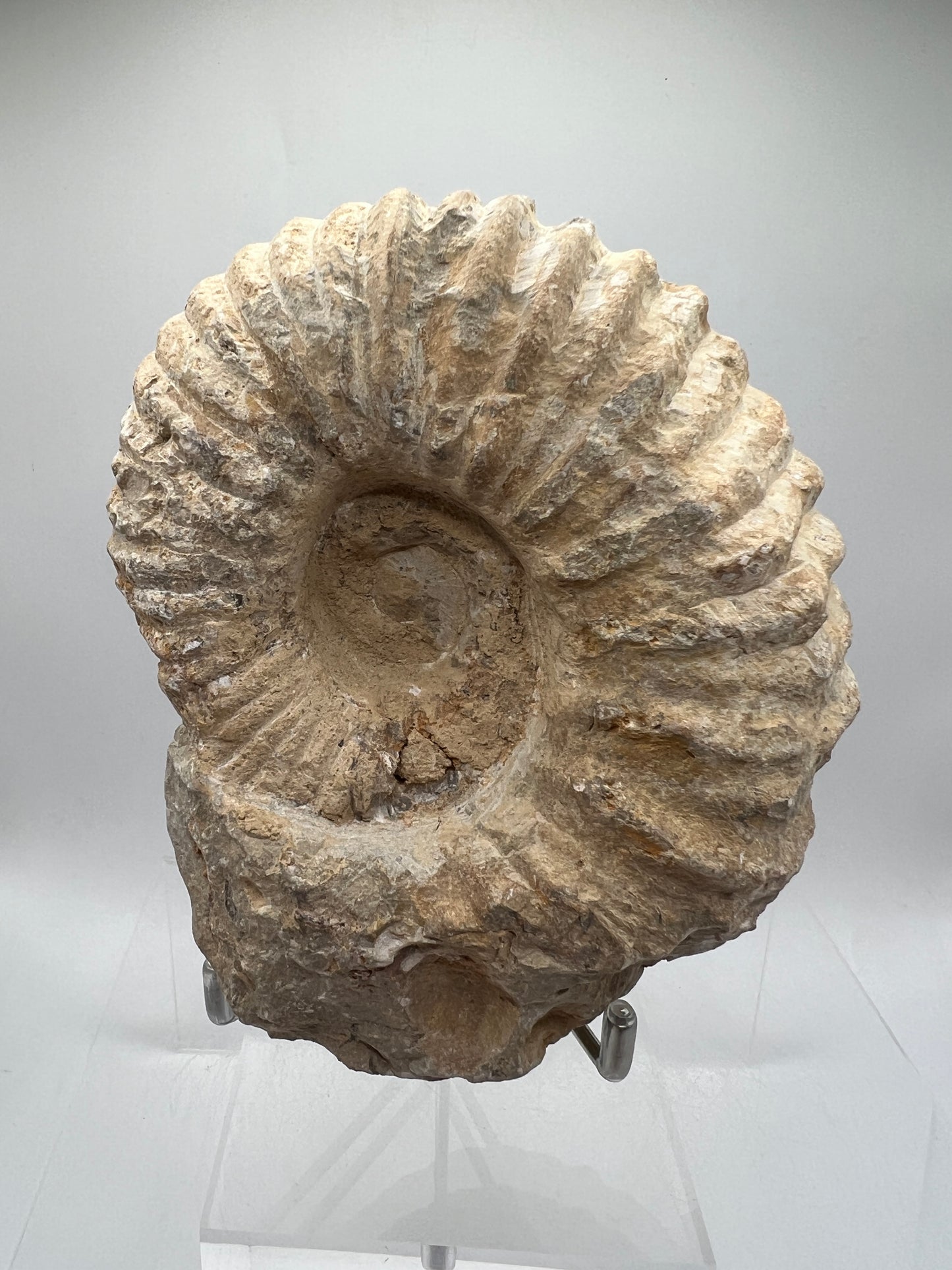 Ammonite Shell Fossil. All Natural Ammonite Display Specimen.