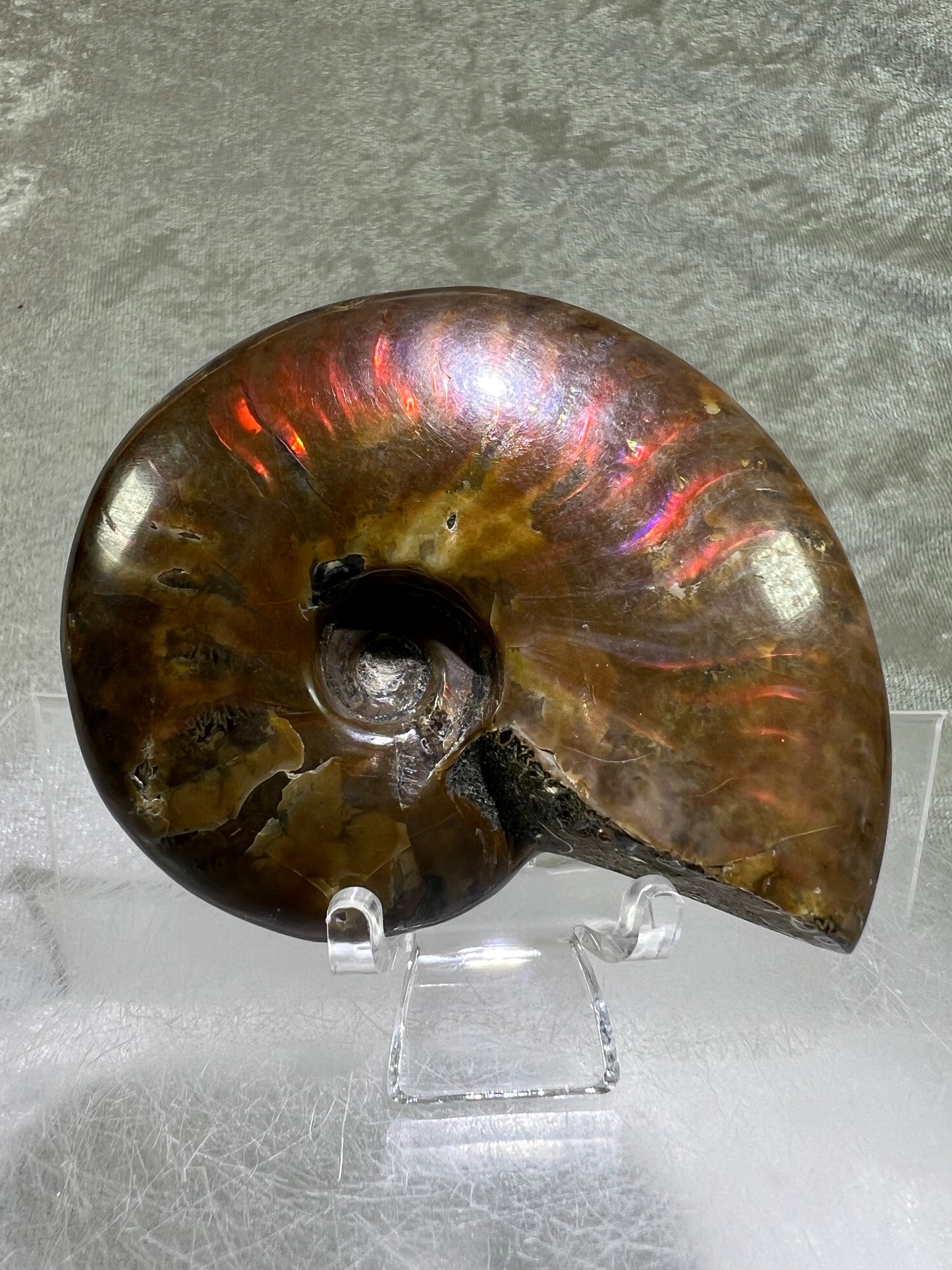 Ammonite Fossil Specimen. Gorgeous Polished Iridescent Ammonite From Madagascar.