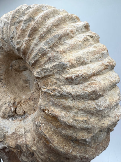 Ammonite Shell Fossil. All Natural Ammonite Display Specimen.