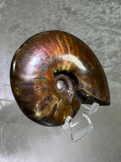 Ammonite Fossil Specimen. Gorgeous Polished Iridescent Ammonite From Madagascar.