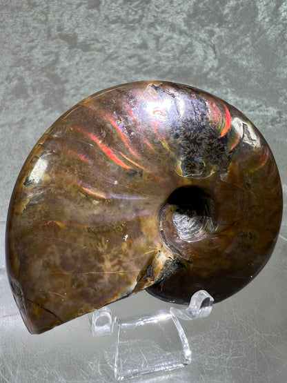 Ammonite Fossil Specimen. Gorgeous Polished Iridescent Ammonite From Madagascar.