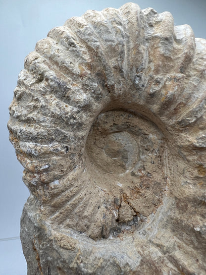 Ammonite Shell Fossil. All Natural Ammonite Display Specimen.