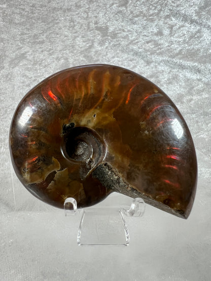 Ammonite Fossil Specimen. Gorgeous Polished Iridescent Ammonite From Madagascar.