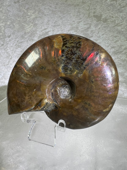 Ammonite Fossil Specimen. Gorgeous Polished Iridescent Ammonite From Madagascar.