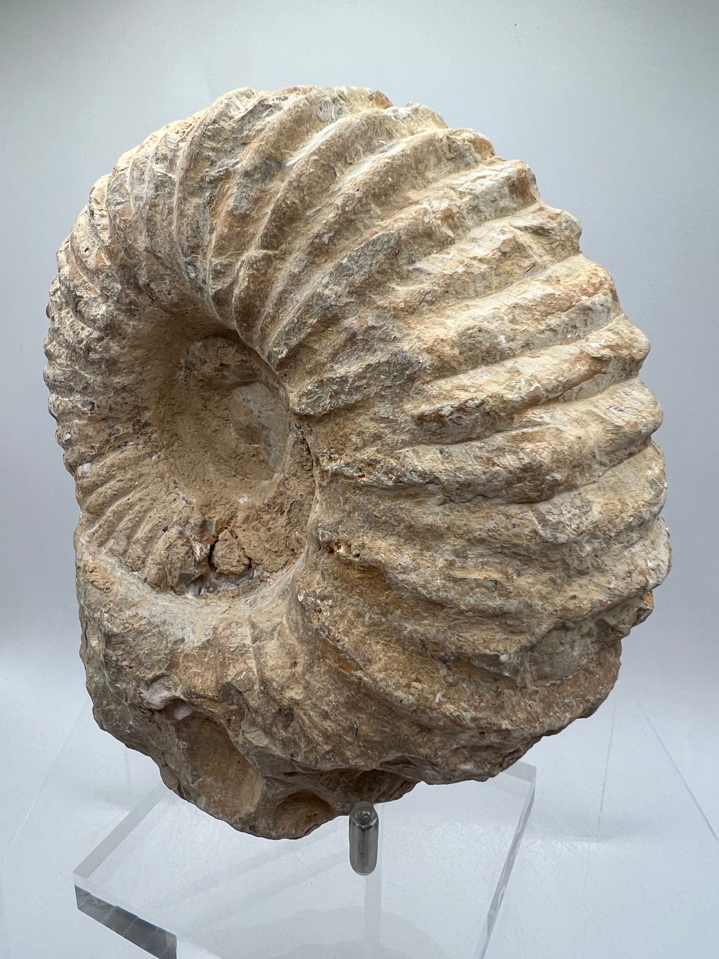 Ammonite Shell Fossil. All Natural Ammonite Display Specimen.