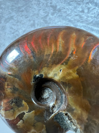 Ammonite Fossil Specimen. Gorgeous Polished Iridescent Ammonite From Madagascar.