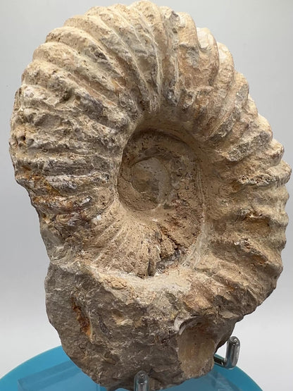 Ammonite Shell Fossil. All Natural Ammonite Display Specimen.